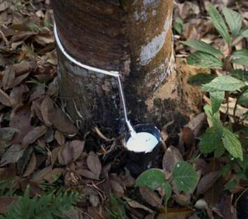 （圖：天然乳膠展示圖）